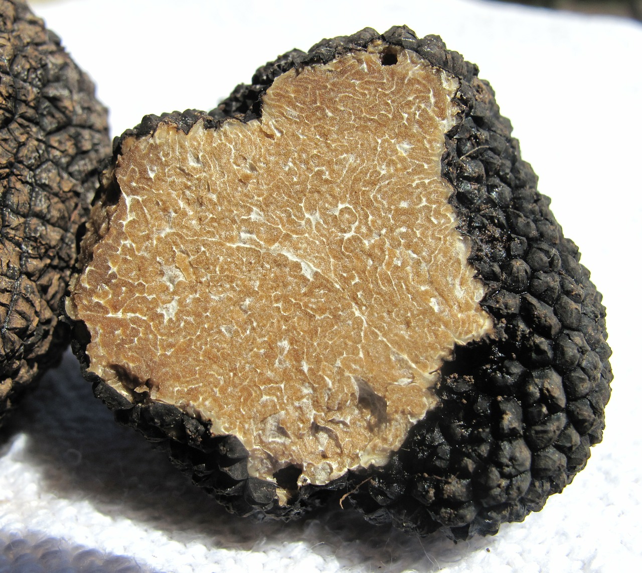 Tartufo